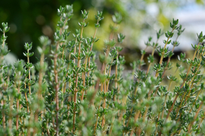 Thym ordinaire - Pot de 1 litre