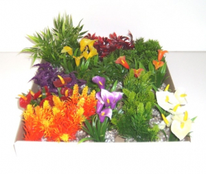 Minis plantes feuillages et coloris variés - Labéo 