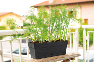 La jardinière Save 40 cm de Deroma grise est idéale pour le bon épanouissement de vos plantes grâce à sa soucoupe intégrée !