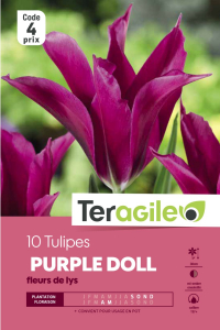 Tulipe Purple Doll - Calibre 12/+ - X10