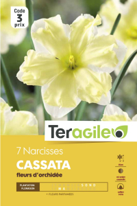 Narcisse Cassata - Calibre 14/16 - X7