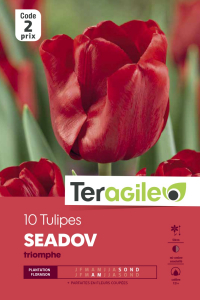 Tulipe Seadov - Calibre 12/+ - X10