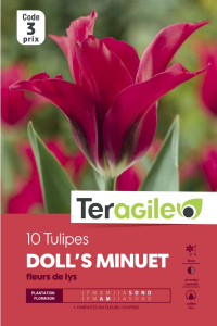 Tulipe Doll's Minuet - Calibre 12/+ - X10