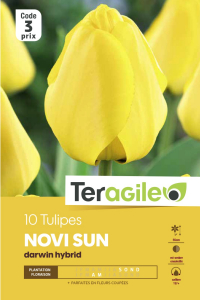 Tulipe triomphe Novi Sun - Calibre 12/+- X10
