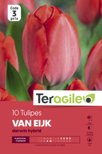 Tulipe Darwin Van Eijk - Calibre 12/+ -X10