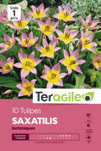 Tulipe botanic Saxatilis - Calibre 6/7 - X10
