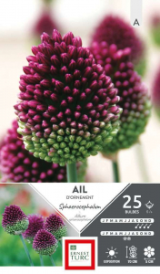 Allium Moyen Sphaerocephalum - Calibre 5/+ - X25