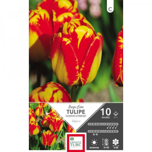 Tulipe Darwin Hybride Banja Luka - Calibre 12/+ - X10
