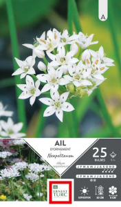 Allium Court Neapolitanum - Calibre 5/+- X25