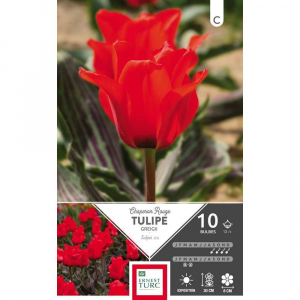 Tulipe Greigii Chaperon Rouge - Calibre12/+ - X10