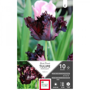 Tulipe Perroquet Black Parrot - Calibre12/+ - X10