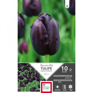 Tulipe Simple Tardive Reine De La Nuit - Calibre 12/+ - X10