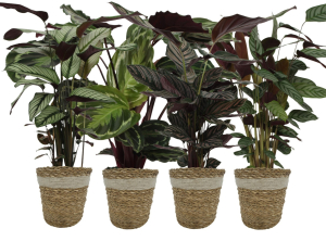 Variétés de Calathea - Pot de 19 cm