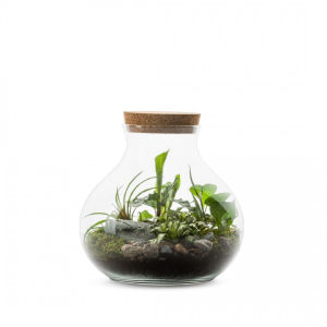 Un terrarium déco pour plante - Gamm vert