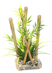 Bambou large plante