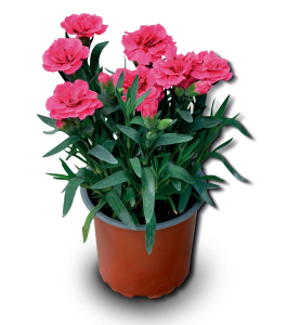 Oeillet collection - Pot de 0,5 litre