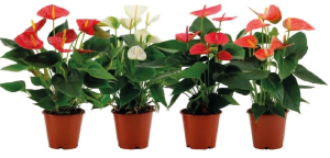 Anthurium Mix - 4-5 Fleurs - Pot de 12 c