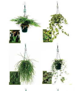 Plantes vertes variées - Suspension de 14 cm