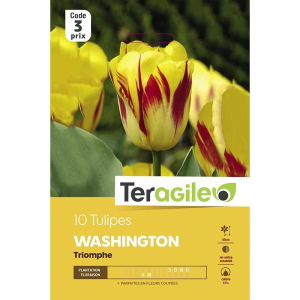 Tulipe washington - Calibre 10/11 - X10