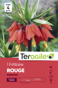 Fritillaire imperial rouge - Calibre 20/+ - X1