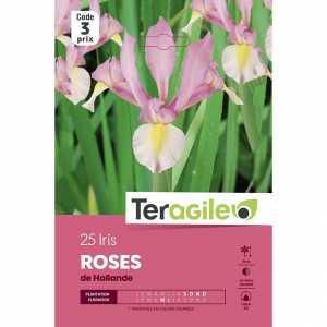 Iris de hollande rose - Calibre 7/8 - X25