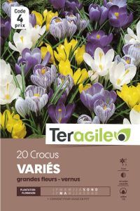 Crocus grandes fleurs - Variés - Calibre 7/8 - X20