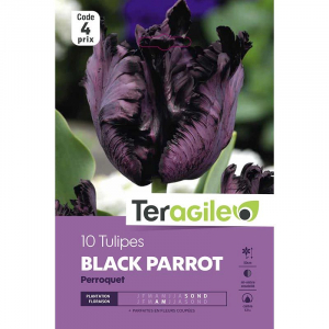 Tulipe perroquet black parrot - Calibre12/+ - X10