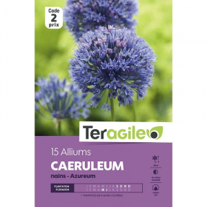 Allium azureum caerul - Calibre 4/5 - X1 5
