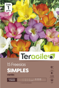 Freesia simple - Variés - Calibre 6/7 -X15