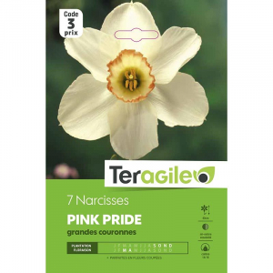 Narcisse pink pride - Calibre 14/16 - X7