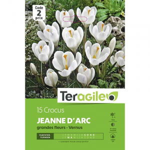 Crocus grandes fleurs jeanne d'arc - Calibre 7/8 - X15