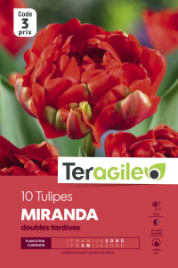 Tulipe double mirande - Calibre 10/11 -X10