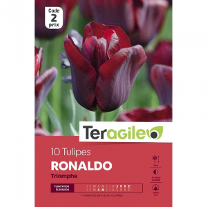 Tulipe ronaldo - Calibre 12/+ - X10