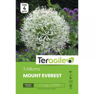 Allium mount everest - Calibre 18/20 - X 3