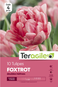 Tulipe double hative foxtrot - Calibre 12/+ - X10