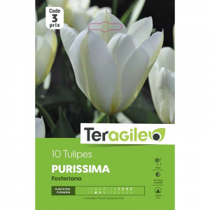 Tulipe fosteriana purissima - Calibre 12/+ - X10