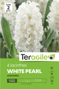 Jacinthe orientale White Pearl - Calibre 16/17 - X4