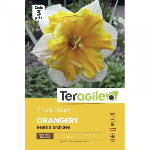 Narcisse orchidée oranger - Calibre 14/17 - X7