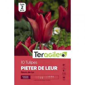 Tulipe pieter de leur - Fleurs de lys -Calibre 12/+ - X10
