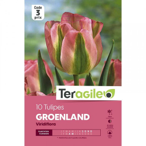 Tulipe viridiflora groenland - Calibre 10/12 - X7