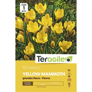 Crocus grandes fleurs yellow mammouth -Calibre 8/9 - X15