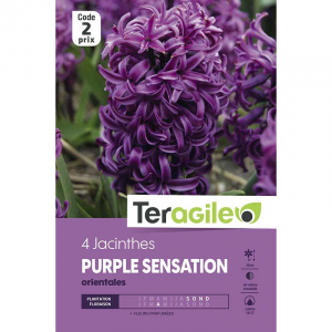 Jacinthe purple sensation - Calibre 16/17 - X4