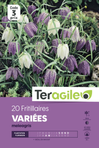 Fritillaire méléagris - Variés - Calibre 6/+ - X20