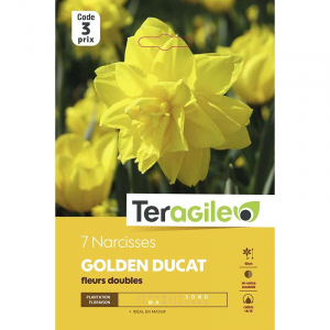 Narcisse golden ducat - Calibre 14/16 -X7