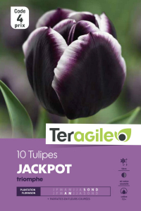 Tulipe jackpot - Calibre 11/12 - X10