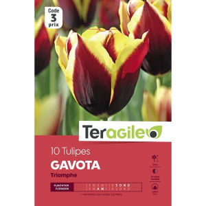 Tulipe gavota - Calibre 12/+ - X10
