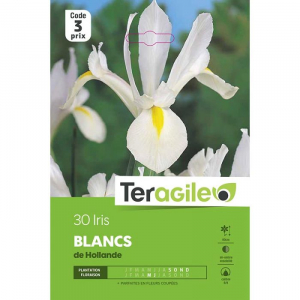 Iris de hollande blanc - Calibre 8/9 - X 30