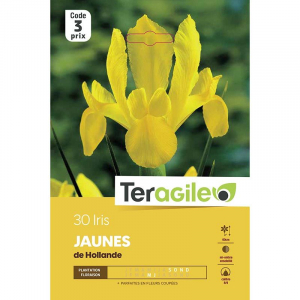 Iris de hollande jaune - Calibre 7/8 - X30