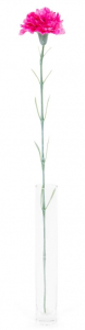 Oeillet - Arche Diffusion - Fuchsia - 62 cm
