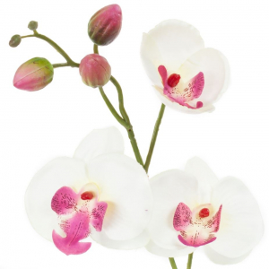 Phalaenopsis - Arche Diffusion - Blanc/Fuchsia - 85 cm